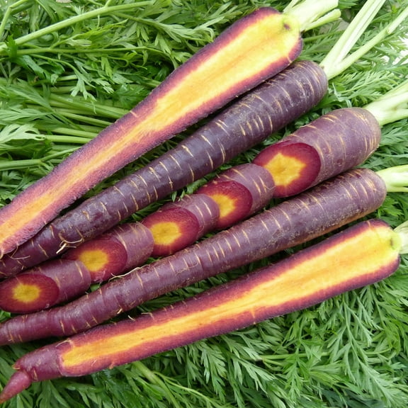 Organic Cosmic Purple Carrot Seed - 500 mg ~350 Seeds - Organic, Non-GMO, Open Pollinated, Heirloom, Vegetable Gardening Seeds