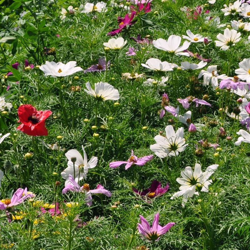 Organic Cosmos Seeds Sensation Mix 4 Oz ~19,112 Seeds – Vibrant Pink, White & Crimson Blooms – Easy-to-Grow, High Germination – Pollinator-Friendly & Drought-Tolerant – Great for Gardens, Borders