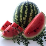 Organic Crimson Sweet Watermelon Seeds - 2 g ~25 Seeds - Non-GMO, Open Pollinated, Heirloom, Vegetable / Fruit Gardening Seeds
