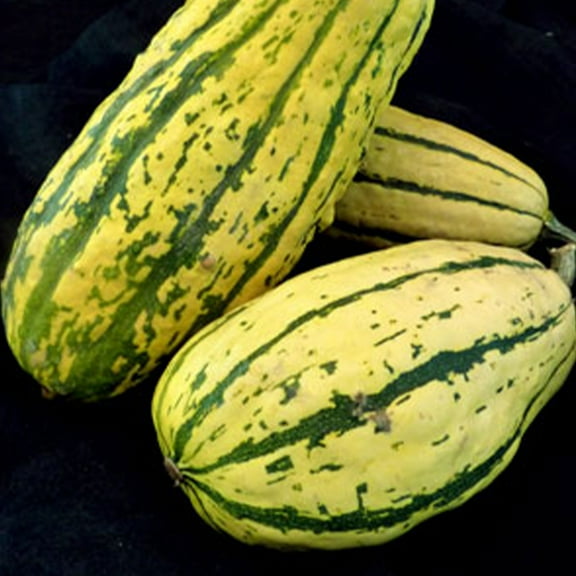 Organic Delicata Squash Seeds - 3 g ~20 Seeds - Organic, Heirloom, Open Pollinated, Non-GMO, Farm & Vegetable Gardening Seeds - Winter Squash