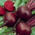 thumbnail image 1 of Organic Detroit Dark Red Beet Seeds - 1 LB ~24,000 Seeds - Non-GMO, Open Pollinated, Heirloom, Vegetable Gardening & Micro Greens Seeds, 1 of 2