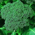 thumbnail image 1 of Organic Di Cicco Broccoli - 500 mg ~250 Seeds - Non-GMO, Open Pollinated, Heirloom, Vegetable Gardening, Micro Greens & Sprouting Seeds, 1 of 2