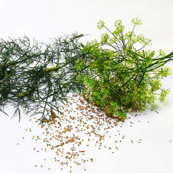 Organic Dill Bouquet Seed