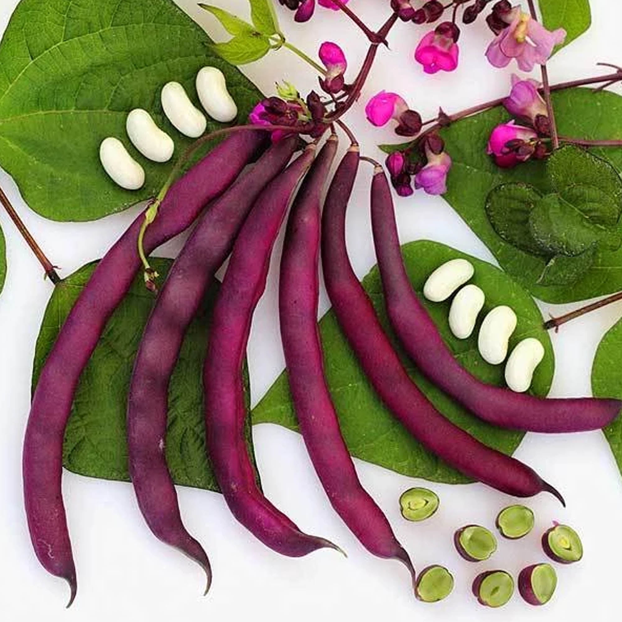 Organic Dow Purple Pod Pole Bean - 1/2 LB ~800 Seeds - Organic, Non-GMO,  Heirloom, Open Pollinated - Farm \u0026 Garden Vegetable Gardening Seeds -  Walmart.com, image size:2000x2000