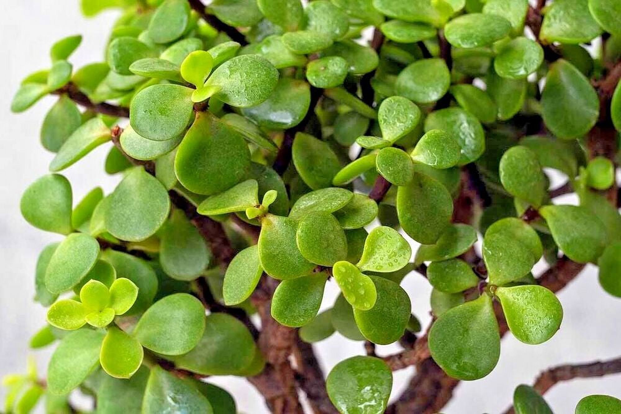 Organic Dwarf Jade Plant Elephant Bush Bonsai 3 6 CUTTINGS 