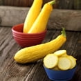 thumbnail image 1 of Organic Early Prolific Straightneck Squash - 1 LB Bulk ~2,700 Seeds - Non-GMO, Open Pollinated, Heirloom, Vegetable Gardening Seeds - Summer Squash, 1 of 2