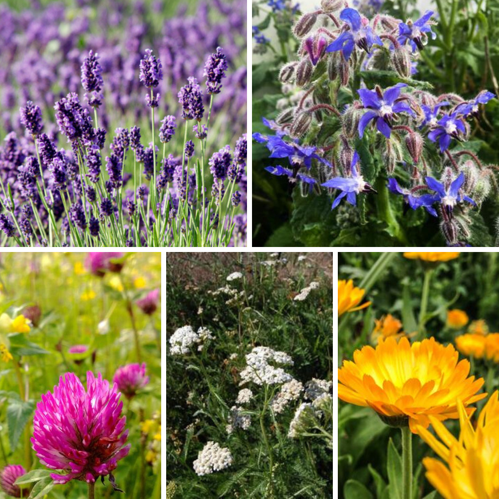 Organic Edible Flower Seeds