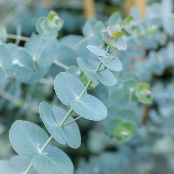 Organic Eucalyptus 'Baby Blue' -Herb-Live Starter Plant- FREE SHIPPING!!!