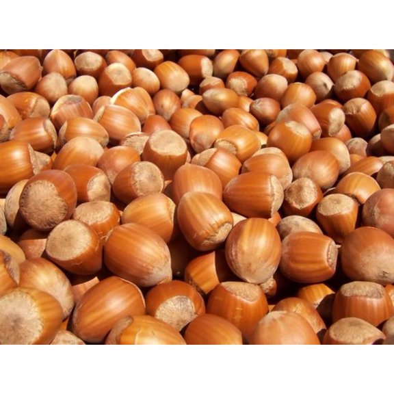 Organic Filberts Shelled Natural