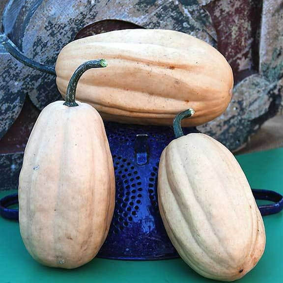 Organic Fordhook Acorn Squash Seeds 4 g ~30 Seeds - Organic, Heirloom, Open Pollinated, Non-GMO, Farm & Vegetable Gardening Seeds - Winter Squash