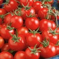 thumbnail image 1 of Organic Fox Cherry Tomato Seeds - 0.25 Oz ~2500 Seeds - Non-GMO, Certified Organic, Heirloom - Vegetable Garden - Lycopersicon esculentum, 1 of 1
