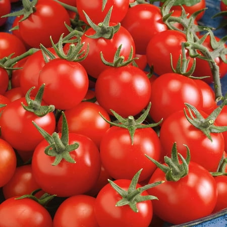 Organic Fox Cherry Tomato Seeds - 300 Mg Packet ~112 Seeds - Non-GMO, Certified Organic, Heirloom - Vegetable Garden - Lycopersicon esculentum