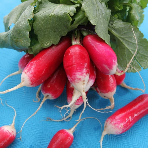 Organic French Breakfast Radish - 5 g ~470 Seeds - Non-GMO, Open Pollinated, Heirloom, Vegetable Gardening Seeds