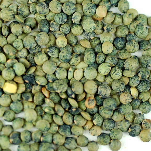 Organic French Lentil Sprouting Seeds - 1 Lb - French Lentils - Perfect for Edible Seeds, Gardening, Hydroponics, Salad, Soup, Sprouts & Food Storage Product Name