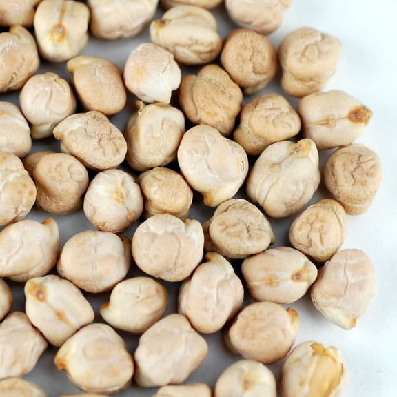 Organic Garbanzo Beans - 25 Lb Bulk ~30,000 Seeds - Heirloom, Non-GMO Farm & Vegetable Garden Seeds: AKA: Chickpea - Indian, Mediterranean