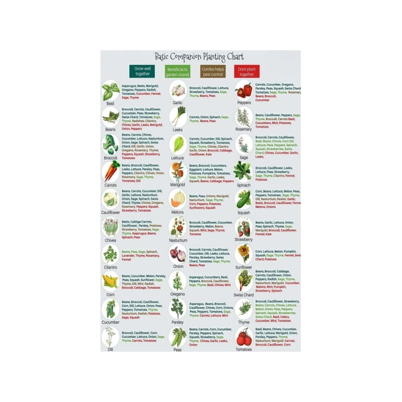 Organic Garden Planting Guide Metal Sign What to Plant Together Chart for Vegetable Herb Healthy Growth Kitchen Decor 8 X 12 in
