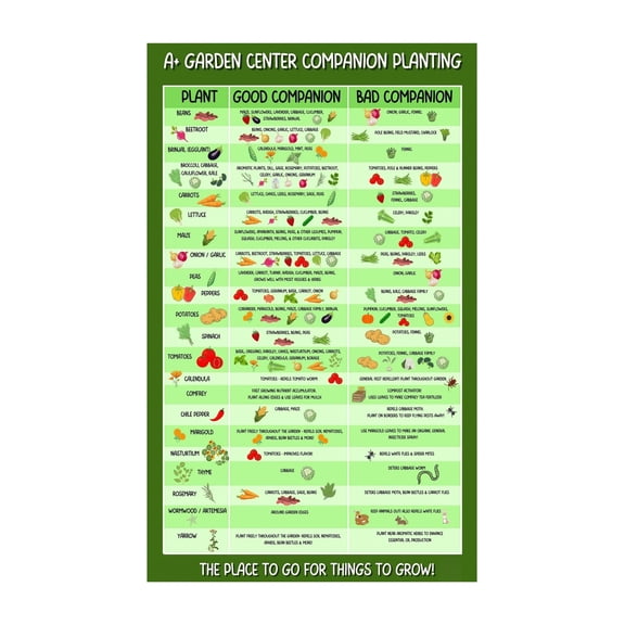 Organic Gardening Companion Planting Chart Vegetable Garden Guide for Pest Control and Healthy Soil Educational Poster Kitchen Wall Decor Home Gardener Resource