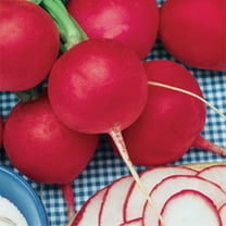 Organic German Giant Radish Seeds 5 g ~470 Seeds - Organic, Heirloom, Open Pollinated, Non-GMO, Heirloom, Farm & Vegetable Gardening Seeds