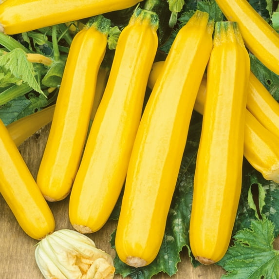 Organic Golden Zucchini Seeds - 1 Lb ~4000 Seeds - Non-GMO, Certified Organic, Heirloom - Vegetable Garden - Cucurbita pepo