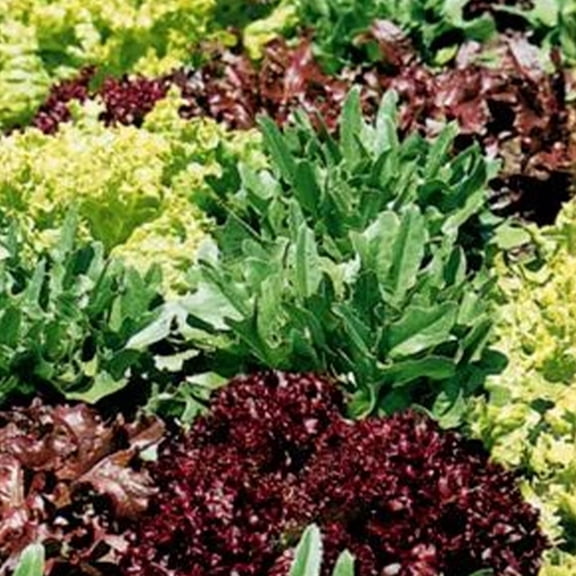 Organic Gourmet Salad Blend - 1/4 LB Bulk ~68,000 Seeds - Organic, Heirloom, Open Pollinated, Non-GMO, Farm & Vegetable Gardening Seeds - Lettuce Mix