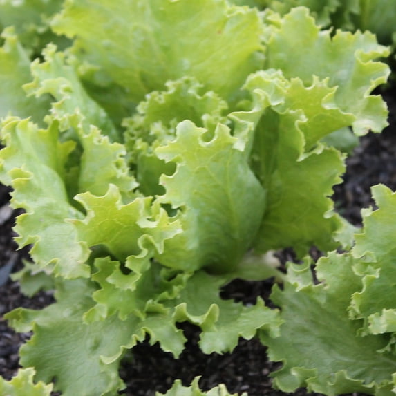 Organic Great Lakes Batavian Lettuce Seeds - 4 Oz ~100000 Seeds - Non-GMO, Certified Organic, Heirloom - Vegetable Garden - Lactuca sativa