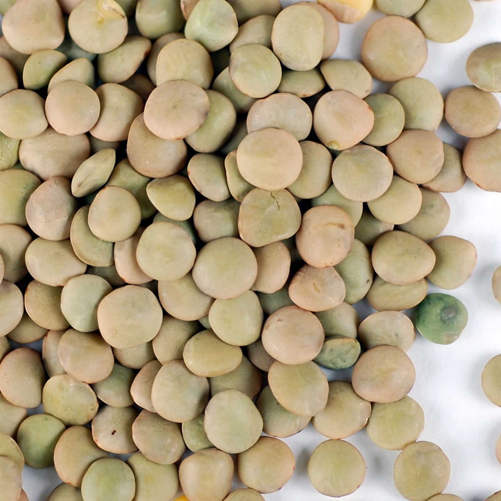 Organic Green Lentil Seeds - 5 Lb Bulk ~48,000 Seeds - Heirloom, Non-GMO Farm & Vegetable Garden & Sprouting - Indian Lentils - AKA: Brown Lentils