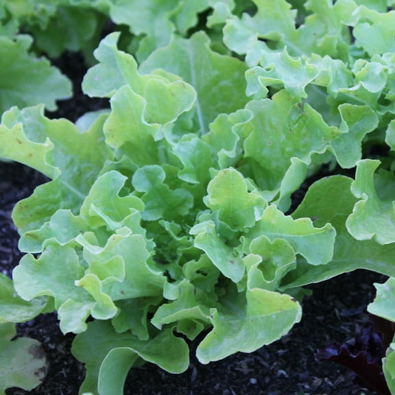 Organic Green Salad Bowl Leaf Lettuce Seeds - 1 g Packet ~893 Seeds - Non-GMO, Certified Organic, Heirloom - Vegetable Garden - Lactuca sativa