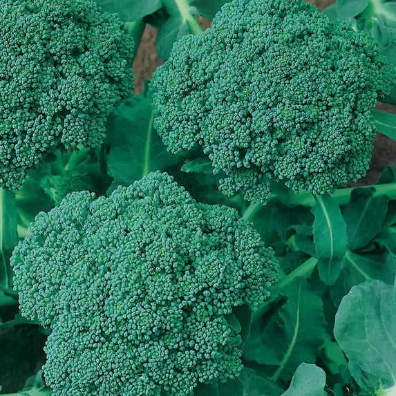 Organic Green Sprouting Calabrese Broccoli Seeds - 1 OZ ~9,000 Seeds - Non-GMO, Open Pollinated, Heirloom, Vegetable Gardening - Micro Greens & Sprouting Seeds