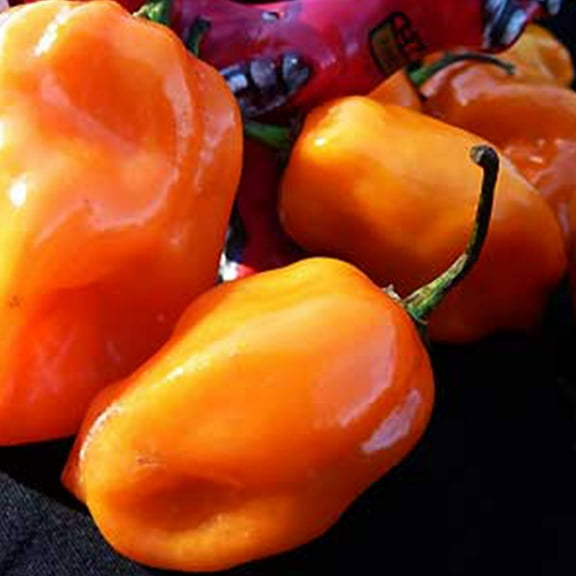 Organic Orange Habanero Hot Pepper Seeds - 250 Mg Packet ~56 Seeds - Non-GMO, Certified Organic, Heirloom - Vegetable Garden - Capsicum chinense