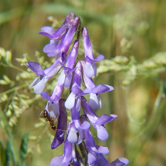 Organic Hairy Vetch Winter Cover Crop Seeds - 5 Lbs - Field & Pasture Legume Cover Crop Seed