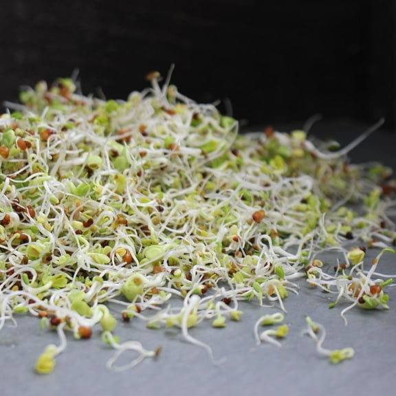 Organic Health Blend Sprouting Mix Seeds 4 Oz – Non-GMO, High-Germination, for Sprouts, Microgreens, Salads & Sandwiches