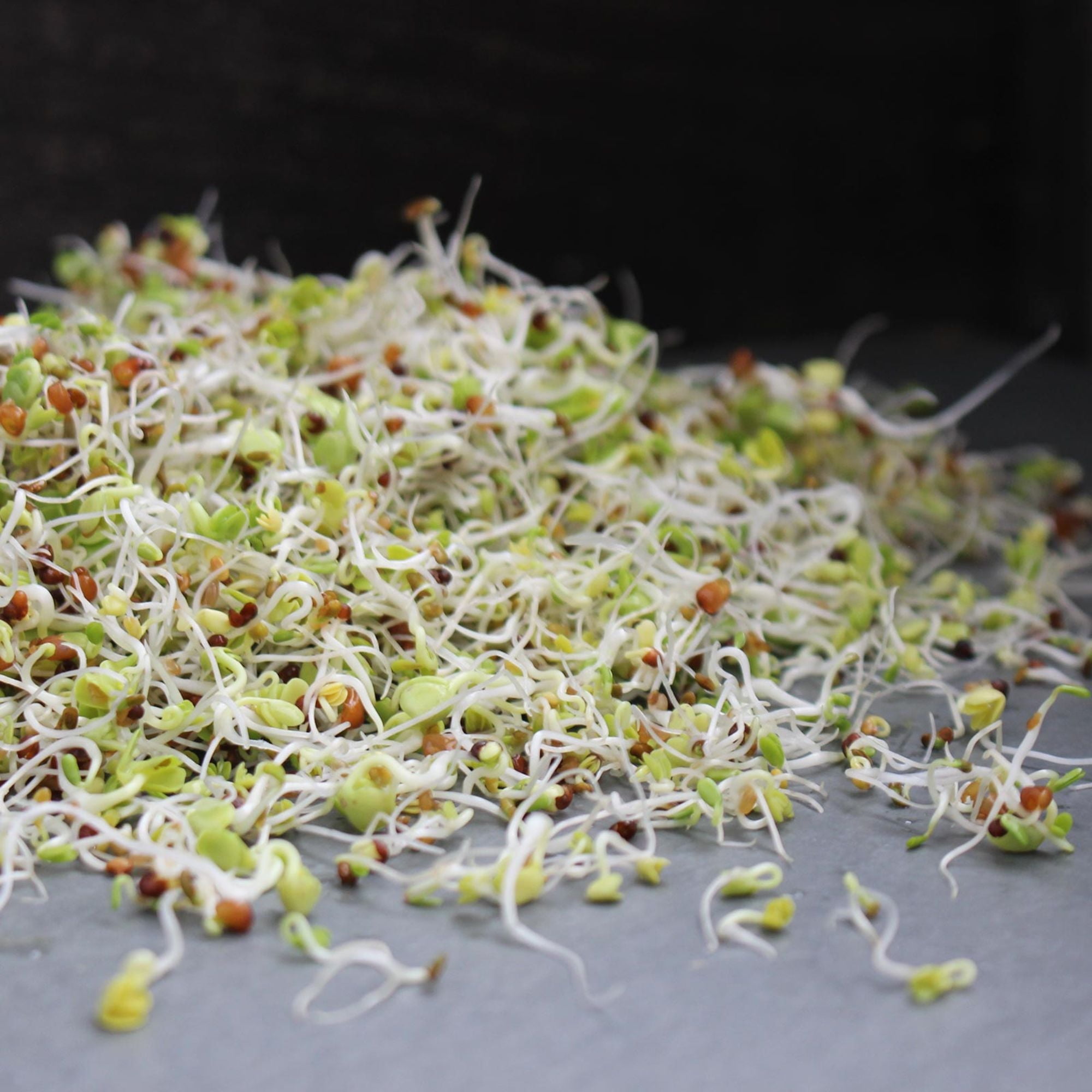 Organic Health Blend Sprouting Mix Seeds 8 Oz – Non-GMO, High-Germination, for Sprouts, Microgreens, Salads & Sandwiches