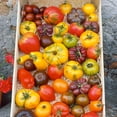 thumbnail image 1 of Organic Heirloom Tomato Blend Seeds - 0.25 Oz ~1875 Seeds - Non-GMO, Certified Organic, Heirloom - Vegetable Garden - Lycopersicon esculentum, 1 of 1