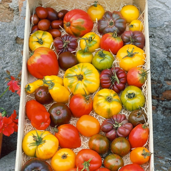 Organic Heirloom Tomato Blend Seeds - 0.25 Oz ~1875 Seeds - Non-GMO, Certified Organic, Heirloom - Vegetable Garden - Lycopersicon esculentum