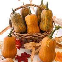 Organic Honeynut Squash Seeds - 2 g ~15 Seeds - Non-GMO, Open Pollinated, Heirloom, Vegetable Gardening Seeds - Winter Squash