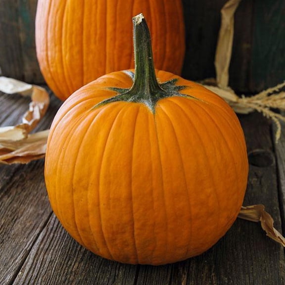 Sustainable Seed Company 30 Howden Pumpkin Plant Seeds, Organic, Non-GMO, Open Pollinated, Heirloom