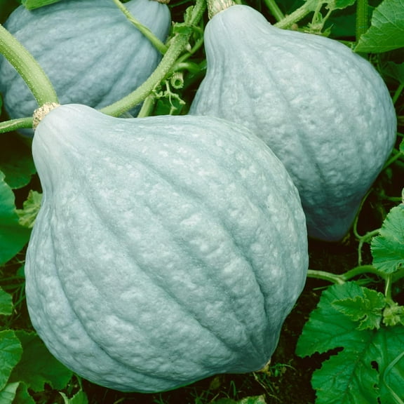 Organic Hubbard Blue Winter Squash Seeds - 4 g Packet ~25 Seeds - Non-GMO, Certified Organic, Heirloom - Vegetable Garden - Cucurbita Maxima