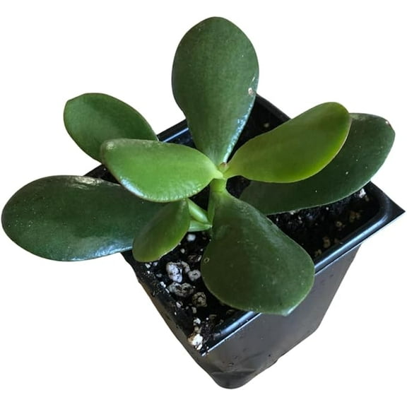 Organic Jade Plant (Crassula ovata) Live Plant in 2.5-inch Pot - Friendship Plant, Lucky Plant, Money Plant, Money Tree House Plant by Smoke Camp Crafts