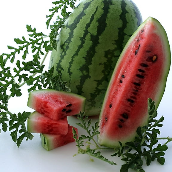 Organic Jubilee Watermelon Seeds - 2 g ~22 Seeds - Organic, Heirloom, Open Pollinated, Non-GMO, Farm & Vegetable / Fruit Gardening Seeds