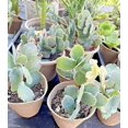 Organic Kalanchoe Fedtschenkoi Variegated Lavender Scallops Pot