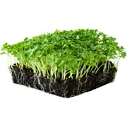 Organic Kale Garden Seeds - Vates Blue Scotch Curled - 2 g Packet ~560 Seeds - Non-GMO, Heirloom- Vegetable Gardening & Microgreens