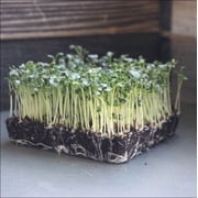 Kale Microgreen Seeds 4 Oz 32,000 Seeds   8-12 Day Harvest   Non-GMO Brassica oleracea   Fast-Growing for Indoor, Hydroponic, or Soil Use   Baby Greens
