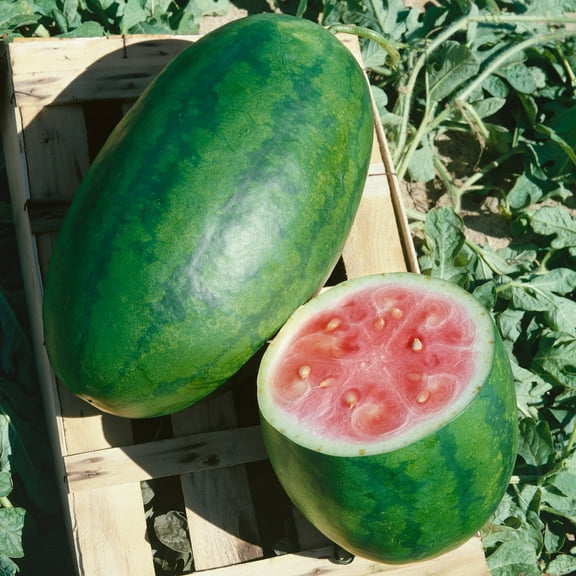 Organic Kleckly Sweet Watermelon Seeds - 3 g Packet ~43 Seeds - Non-GMO, Certified Organic, Heirloom - Fruit & Vegetable Garden - Citrullus lanatus