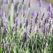 Organic Lavender Seeds - 500 Mg Packet ~225 Seeds - Perennial - Non-GMO, Heirloom Herb Garden & Ornamental Plant Seeds - Lavandula angustifolia