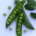 thumbnail image 1 of Organic Laxton's Progress #9 Pea - 5 LB Bulk ~10,000 Seeds - Organic, Heirloom, Open Pollinated, Non-GMO, Farm & Vegetable Gardening Seeds, 1 of 2