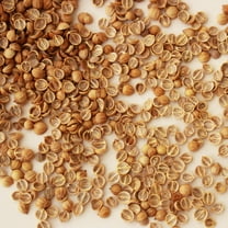 Leisure Splits Cilantro Seeds - 3 g Packet ~200 Seeds - Non-GMO Herb & Microgreens Gardening Seeds - Culinary Herb - Corriander - Coriandrum sativum