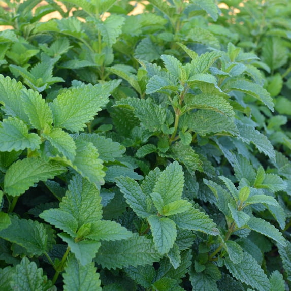 Organic Lemon Balm Seeds - 0.25 Oz ~10000 Seeds - Non-GMO, Certified Organic, Heirloom - Growing Microgreens, Herb Garden - Melissa officinalis