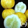 thumbnail image 1 of Organic Lemon Cucumber Seeds - 1 LB Bulk ~15,000 Seeds - Organic, Heirloom, Open Pollinated, Non-GMO, Farm & Vegetable Gardening Seeds, 1 of 2