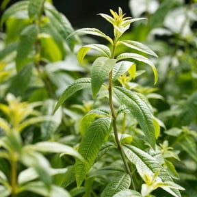 Organic Lemon Verbena -Herb- Live Starter Plant