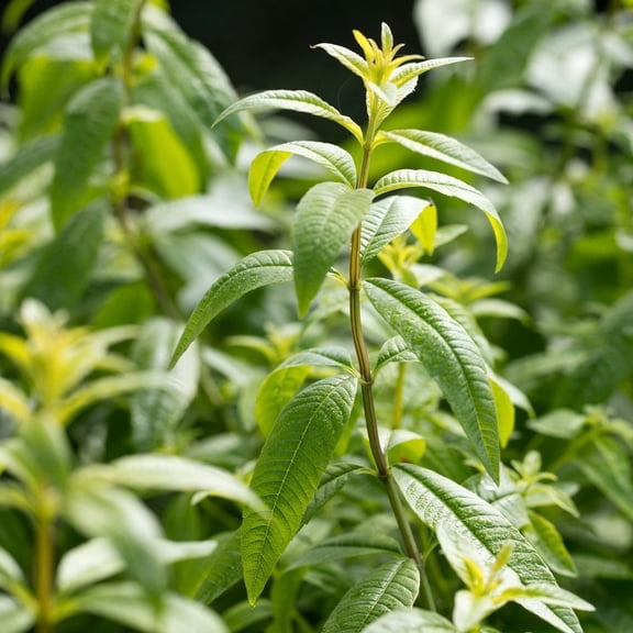 Organic Lemon Verbena -Herb- Live Starter Plant